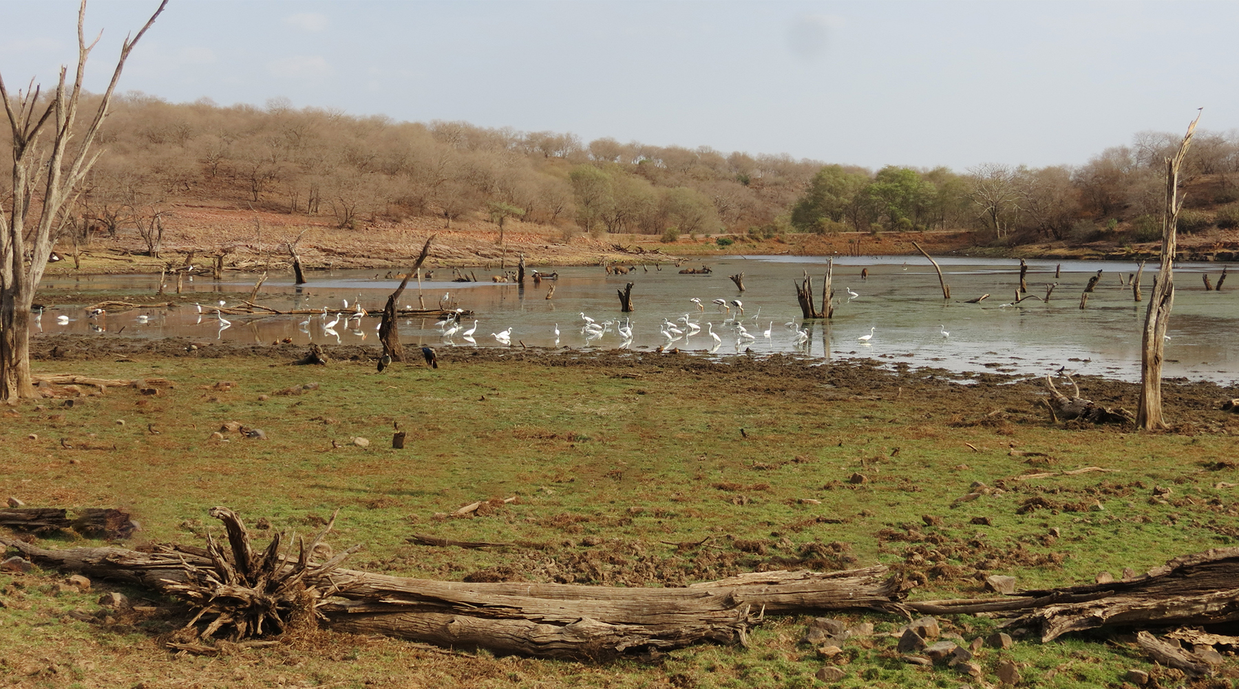 Ranthambore Malik Talao